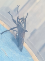 Blepharotes splendidissimus