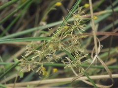 Cyperus haspan