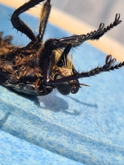 Blepharotes splendidissimus