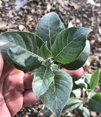 Withania somnifera