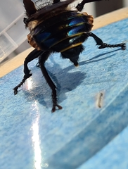 Blepharotes splendidissimus