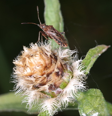 Stictopleurus punctatonervosus
