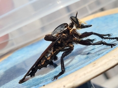 Blepharotes splendidissimus