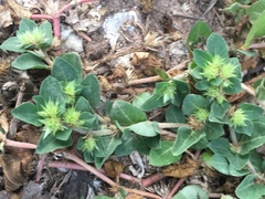 Alternanthera pungens