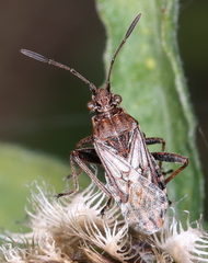Stictopleurus punctatonervosus