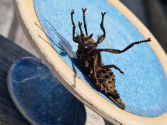 Blepharotes splendidissimus