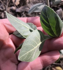 Withania somnifera