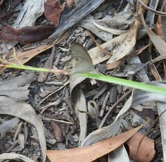 Hypocysta pseudirius