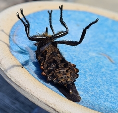 Blepharotes splendidissimus