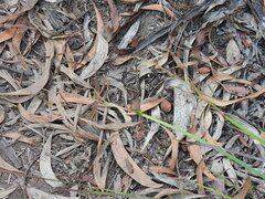 Hypocysta pseudirius