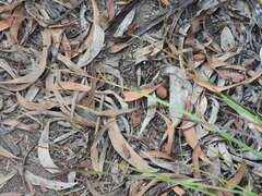 Hypocysta pseudirius