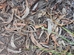 Hypocysta pseudirius