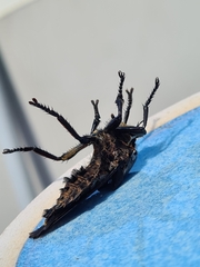 Blepharotes splendidissimus