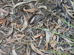 Hypocysta pseudirius