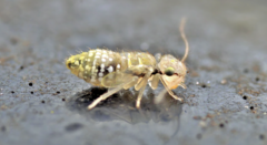 Psocidae