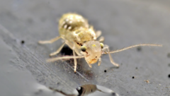 Psocidae
