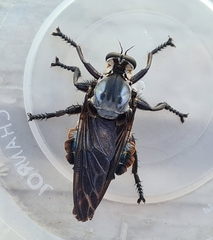 Blepharotes splendidissimus