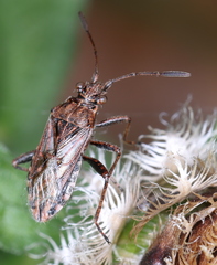 Stictopleurus punctatonervosus