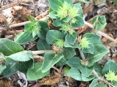 Alternanthera pungens