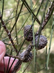 Allocasuarina verticillata