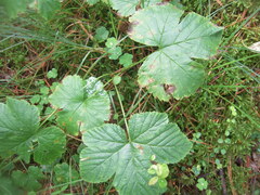 Rubus humulifolius