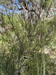 Allocasuarina verticillata