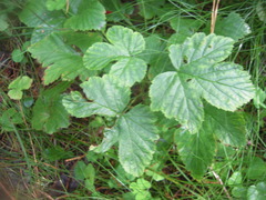 Rubus humulifolius