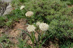 Allium saralicum