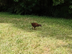 Gallirallus australis