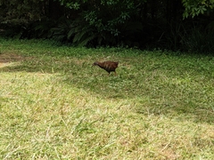 Gallirallus australis