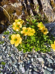 Ranunculus sericophyllus