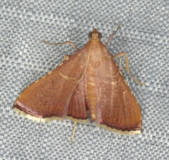 Endotricha erythralis