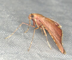 Endotricha erythralis