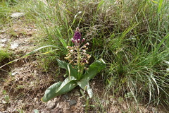 Bellevalia longistyla