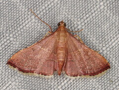 Endotricha erythralis