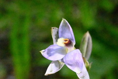 Thelymitra hatchii