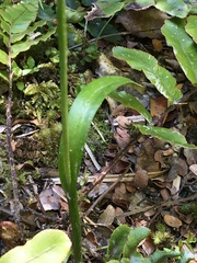 Thelymitra hatchii