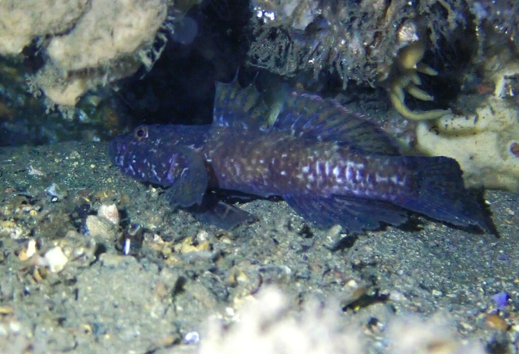 Ostrich Goby