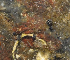 Echinolittorina malaccana image
