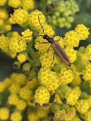 Stenoderus suturalis