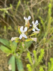 Disa sagittalis