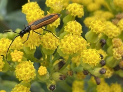 Stenoderus suturalis
