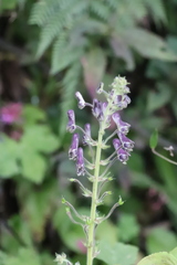 Aconitum sinomontanum