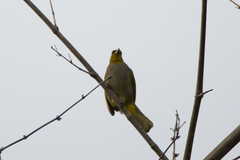 Pycnonotus finlaysoni