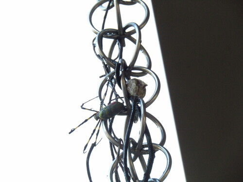 Joro spider