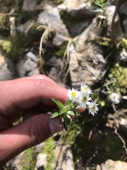 Anaphalioides subrigida