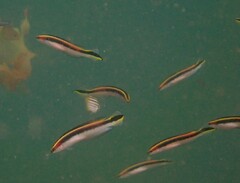 Trachinops taeniatus