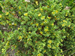 Pimelea serpyllifolia