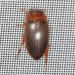 Liopterus haemorrhoidalis