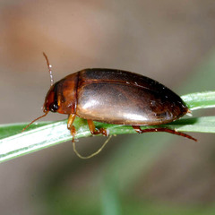 Liopterus haemorrhoidalis